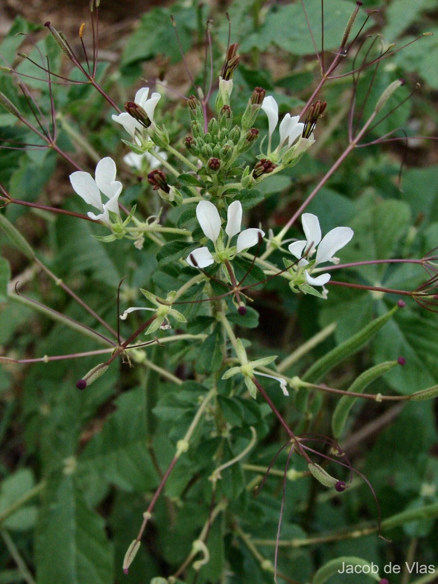 Cleome gynandra L.